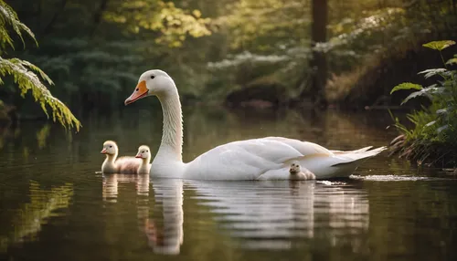 swan family,swan pair,cygnets,baby swans,young swans,swan lake,swan cub,trumpeter swans,cygnet,canadian swans,young swan,swans,mourning swan,mute swan,in the mother's plumage,trumpeter swan,swan on the lake,swan boat,harmonious family,baby swan,Photography,General,Cinematic