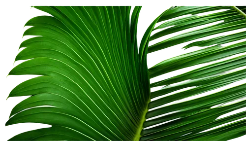 tropical leaf,tropical leaf pattern,palm leaf,palm leaves,coconut leaf,jungle leaf,palm fronds,banana leaf,tropical greens,green wallpaper,green leaves,betel palm,leaf green,cycas,fern leaf,jungle drum leaves,fishtail palm,moraceae,cycad,oleaceae,Illustration,Realistic Fantasy,Realistic Fantasy 14