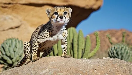 Desert habitat, cheetah gecko, small size, greenish-yellow skin, black spots, long tail, big round eyes, white belly, standing on a rock, front legs bent, back legs straight, looking up, curious expre