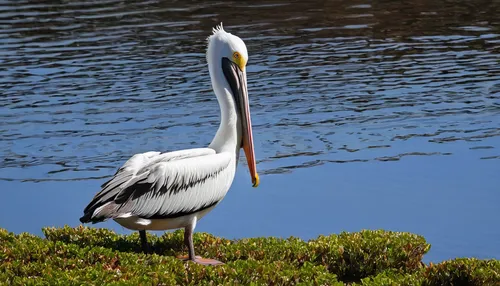 eastern white pelican,white pelican,great white pelican,great heron,wading bird,brown pelican,grey neck king crane,stork,rattle stork,cow heron,pelican,great white pelicans,crane-like bird,pied heron,dalmatian pelican,heron,great blue heron,wood stork,pelecanus onocrotalus,rallidae,Illustration,Black and White,Black and White 06