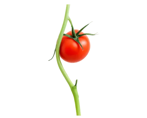 Ripe tomato, red skin, green stem, juicy pulp, rounded shape, solo, still life, close-up shot, shallow depth of field, soft natural light, warm color tone, 3/4 composition.,plum tomato,red tomato,red 