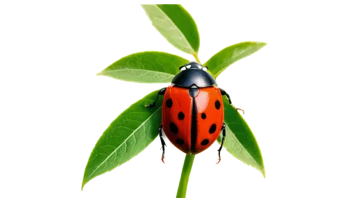 ladybug,two-point-ladybug,asian lady beetle,lady bug,ladybird,coccinellidae,leaf beetle,hatching ladybug,ladybugs,ladybird beetle,garden leaf beetle,froghopper,jewel beetles,jewel bugs,patrol,garden pest,harlequin cabbage bug,rose beetle,sri lanka,brush beetle,Illustration,Retro,Retro 05