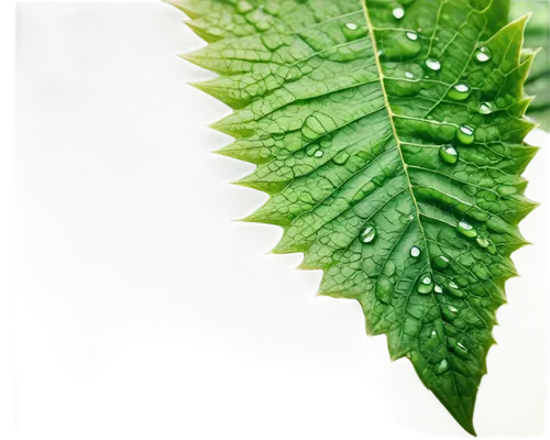 fern leaf,nettle leaves,leaf macro,polypodium,stinging nettle,indian nettle,green leaf,tropical leaf,leaf fern,chestnut leaf,rainy leaf,leaf structure,green wallpaper,aaaa,fern plant,fan leaf,pteridium,blechnum,moraceae,acorn leaf,Illustration,Abstract Fantasy,Abstract Fantasy 02