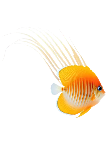 discus fish,golden angelfish,discus cichlid,foxface fish,cichlid,angelfish,butterfly fish,blue stripe fish,amphiprion,coral reef fish,ornamental fish,trigger fish,clownfish,yellow fish,anemone fish,butterflyfish,discus,anemonefish,rooster fish,goldfish,Photography,Artistic Photography,Artistic Photography 03