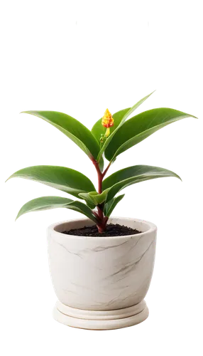 potted plant,lantern plant,hostplant,small plant,growth icon,houseplant,golden candle plant,masdevallia,pot plant,adenium,flowerpot,potted palm,ikebana,green plant,dracaena,indoor plant,yellow ball plant,container plant,darwinia,zamia,Illustration,American Style,American Style 15