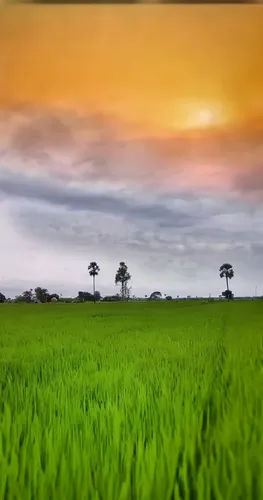 ricefield,rice field,the rice field,landscape background,ricefields,rice fields