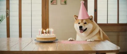 birthday template,second birthday,first birthday,2nd birthday,birthday candle,party hat,1st birthday,birthday card,birthday hat,birthday greeting,birthday,potcake dog,birthday table,happy birthday,birthday party,shiba inu,birthday cake,birthdays,shiba,dogecoin,Photography,Documentary Photography,Documentary Photography 03