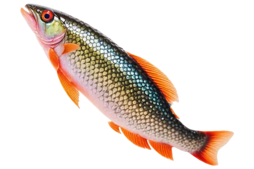 fjord trout,sanma,rapala,sardinella,salmoneus,fish oil,stickleback,weakfish,pikeminnow,rainbow trout,pescado,cychropsis,ikan,sockeye,rasbora,peixe,killifish,etheostoma,salmonidae,poisson,Art,Classical Oil Painting,Classical Oil Painting 28