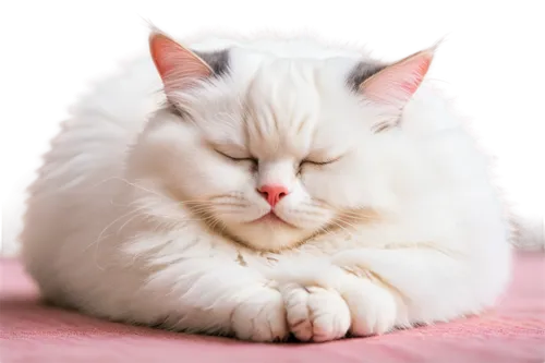 turkish angora,white cat,american curl,beautiful cat asleep,sleeping cat,turkish van,cat resting,cute cat,cats angora,cat image,polydactyl cat,japanese bobtail,birman,breed cat,cat vector,kurilian bobtail,angora,curled up,pink cat,cat kawaii,Conceptual Art,Fantasy,Fantasy 19