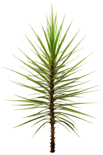 Tall pine tree, slender branches, dense needles, thick trunk, roots deep in earth, morning dew, soft sunlight filtering through needles, 3/4 composition, shallow depth of field, warm color tone, cinem