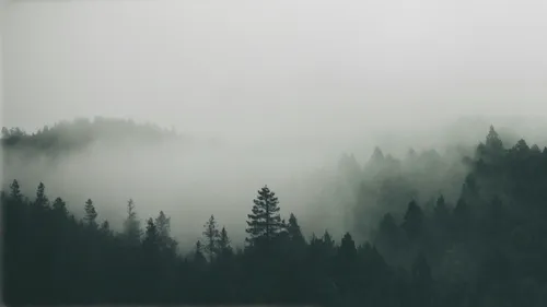 foggy forest,foggy landscape,dense fog,foggy mountain,fog banks,coniferous forest,fog,mist,veil fog,forest background,temperate coniferous forest,autumn fog,foggy day,early fog,ground fog,the fog,high fog,forest dark,forests,north american fog