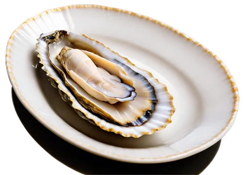 bivalve,oyster,baltic clam,abalone,new england clam bake,oyster pail,clam shell,oysters,shellfish,clam,clamshell,clam sauce,sea shell,mussel,blue sea shell pattern,stuffed clam,clams,surströmming,shell,agate,Illustration,Realistic Fantasy,Realistic Fantasy 10