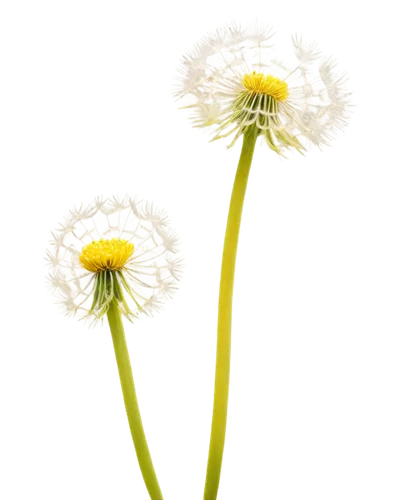 Yellow dandelion, delicate petals, feathery seeds, green stem, slender leaves, morning dew, soft sunlight, close-up shot, shallow depth of field, warm color tone, cinematic lighting, realistic texture