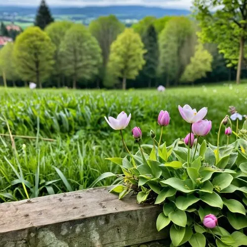 tulpenbüten,fritillaria,tulipa tarda,lilies of the valley,wild tulips,ramsons,crocuses,fritillaria aurora,spring background,erythronium dens-canis,clover meadow,oxalis iron cross,wood anemones,fritillaria imperiali,spring nature,springtime background,wood and flowers,pasture fence,spring flowers,split-rail fence