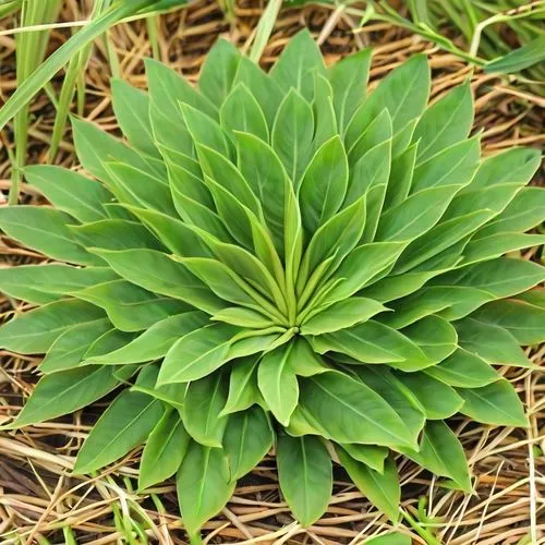 rhodiola,polygonaceae,foliage leaf,trifolium incarnatum,trifolium repens,glomerata,Photography,General,Realistic