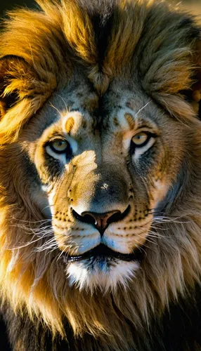 lion,male lion,king of the jungle,african lion,scar,lion head,lion - feline,tiger head,leo,a tiger,animal portrait,royal tiger,forest king lion,tiger,skeezy lion,simba,female lion,lion white,tiger png,panthera leo,Photography,Artistic Photography,Artistic Photography 10