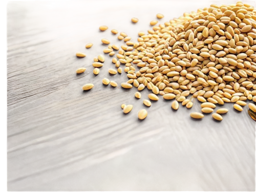 rice seeds,cereal grain,durum wheat,grains,seed wheat,hayseeds,foodgrains,psyllium,triticum durum,caraway seeds,phytoestrogens,whole grains,fenugreek,oilseeds,sesame oil,wheat grain,sorghum,mustard seeds,agropyron,mung beans,Photography,Artistic Photography,Artistic Photography 11