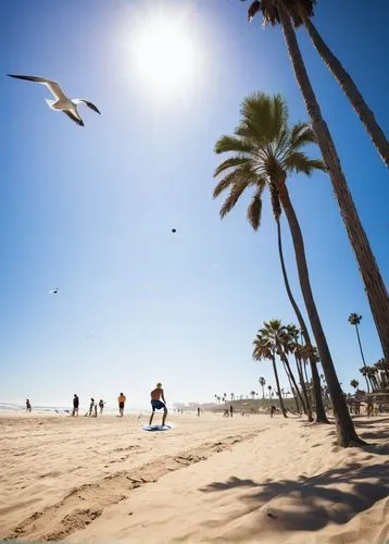 Southern California, beachside, sunny day, blue sky with few white clouds, palm trees swaying gently, a surfer riding the waves, athletic build, blond hair, sunglasses, ripped board shorts, flip flops