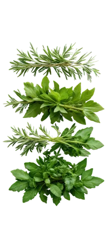 Basil, rosemary, thyme, mint, parsley, cilantro, dill, oregano, sage, lemon balm, chamomile, lavender, eucalyptus, close-up shot, high-angle view, soft natural light, shallow depth of field, detailed 