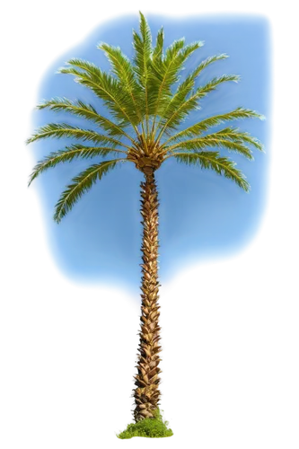 palm tree vector,palm tree,palmtree,cartoon palm,giant palm tree,palm,easter palm,date palms,palm in palm,wine palm,desert palm,date palm,palm pasture,fan palm,palm tree silhouette,coconut palm tree,palmtrees,potted palm,two palms,palm trees,Photography,Documentary Photography,Documentary Photography 28