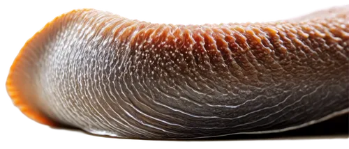 Bearded clam, marine creature, underwater scene, brown shell, white beard-like appendages, detailed textures, shiny surface, soft focus, warm lighting, 3/4 composition, macro shot, shallow depth of fi