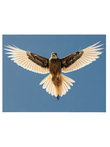 Wings spread wide, flying bird, morning sunlight, soft feathers, light brown body, white belly, sharp talons, soaring upwards, dynamic pose, blue sky background, 3/4 composition, shallow depth of fiel