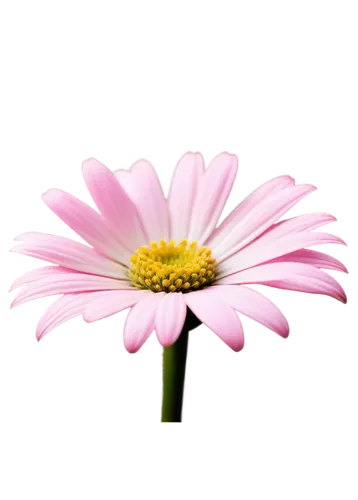 flowers png,pink chrysanthemum,gerbera flower,african daisy,south african daisy,gerbera,osteospermum,pink cosmea,wood daisy background,pink daisies,gerbera daisies,cosmos flower,pink flower,flower background,pink chrysanthemums,european michaelmas daisy,barberton daisy,dahlia pink,flower pink,pink flower white,Illustration,Black and White,Black and White 21