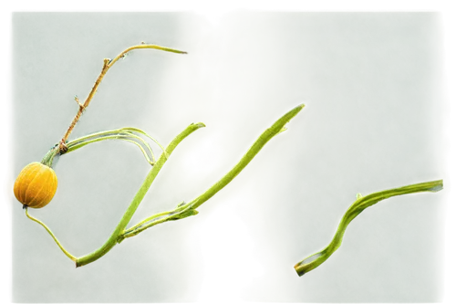 sporophyte,water lily bud,green rose hips,sporophytes,stamen,vine tendrils,bladderwort,flower bud,lotus seed pod,hypericum,tendril,smilax,utricularia,seed pod,stamens,horsetail,the flower buds,rosehips,rose hip plant,myrtus,Art,Classical Oil Painting,Classical Oil Painting 35