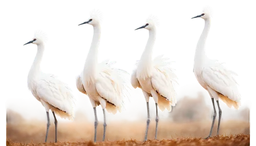 egrets,white storks,group of birds,spoonbills,storks,phoenicopteriformes,geerlings,small wading birds,birkavs,red-crowned crane,gwe,cranes,ibises,landbirds,phoenicopterus,flamingos,birds on a branch,greater flamingo,bustards,key birds,Conceptual Art,Fantasy,Fantasy 03