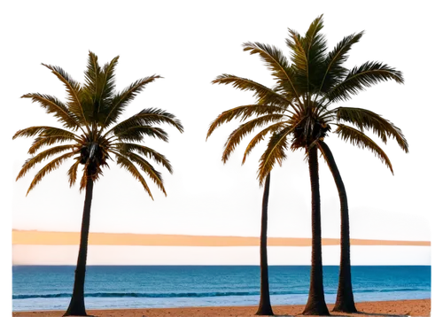 palmtrees,coconut trees,two palms,heads of royal palms,palm trees,coconut palms,palm fronds,palms,palm silhouettes,palmtops,palm tree,palm branches,palm forest,royal palms,palm leaves,palm tree vector,palmtree,palm,palm pasture,palm tree silhouette,Photography,General,Sci-Fi