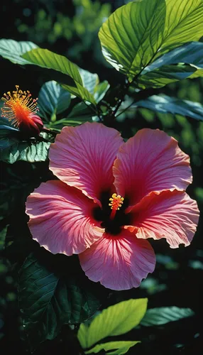 Write a poem about the vibrant hibiscus rosa-sinensis in a tropical rainforest.,hawaiian hibiscus,hibiscus rosasinensis,hibiscus rosa sinensis,hibiscus rosa-sinensis,hibiscus flower,hibiscus flowers,c