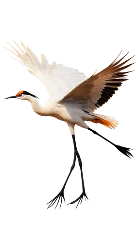 royal tern,crane-like bird,tern bird,flying tern,bird png,fujian white crane,tern,crested terns,crane bird flying,bird illustration,migratory bird,wading bird,a species of marine bird,common stilt,forster s tern,river tern,tern flying,anatidae,crane,platycercus,Conceptual Art,Sci-Fi,Sci-Fi 07