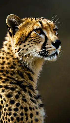 leopard head,african leopard,cheetah,leopard,hosana,cheetahs,jaguar,wild cat,cheetah cub,felidae,animal portrait,head of panther,panthera leo,cheetah mother,american bobtail,ocelot,great puma,spots,endangered,regard,Illustration,Realistic Fantasy,Realistic Fantasy 29