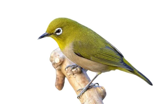 a yellow bird sitting on top of a tree nch,cape white-eye,japanese white-eye,warbling white-eye,silvereye,phylloscopus,waxeye