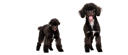 Full-grown, black and white toy poodle, fluffy fur, curly coat, small size, cute face, brown eyes, pink nose, floppy ears, standing, front legs together, hind legs apart, soft focus, natural lighting,