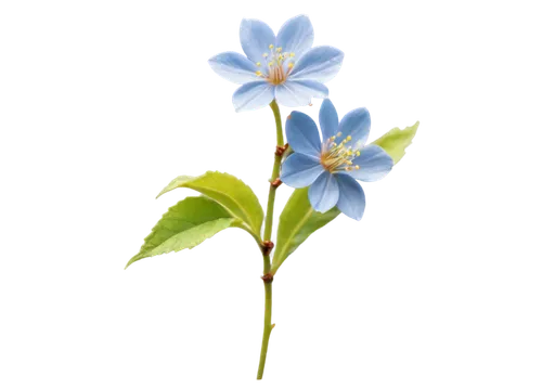 Delicate blue cherry flowers, small petals, five-petaled, yellow center, slender stems, leaves with serrated edges, gentle swaying, morning dew, soft natural lighting, 3/4 composition, shallow depth o