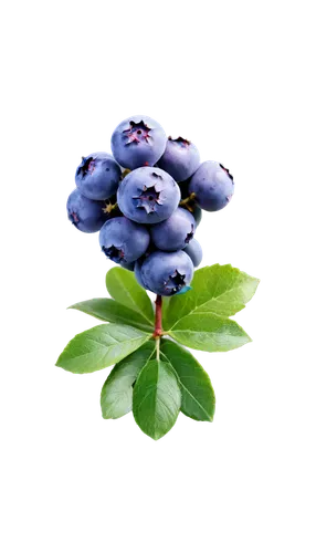 Blueberry, fruit, small size, round shape, plump, juicy, sweet, purple-blue skin, green calyx, detailed texture, soft focus, shallow depth of field, warm lighting, close-up shot, 1/2 composition.,a gr