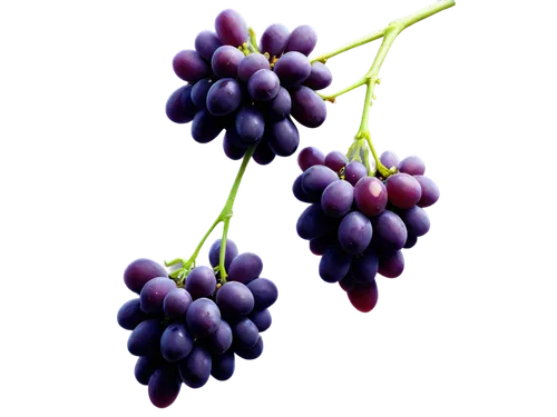 purple grapes,grapes icon,grapes,wine grape,blue grapes,red grapes,grape hyancinths,grape vine,grape,fresh grapes,grape seed extract,bright grape,wine grapes,table grapes,bunch of grapes,vineyard grapes,cluster grape,purple grape,elder berries,to the grape,Conceptual Art,Oil color,Oil Color 11