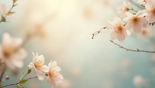 japanese floral background,spring blossom,apricot blossom,blossoms,sakura flowers,spring background,floral digital background,spring blossoms,apricot flowers,japanese cherry blossoms,japanese sakura background,sakura blossoms,almond blossoms,japanese cherry blossom,cherry blossoms,plum blossoms,cherry blossom branch,flower background,sakura flower,sakura tree,Photography,General,Realistic