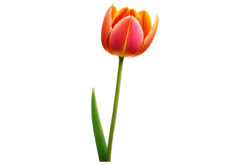 tulip background,tulipa,flowers png,tulip,flower wallpaper,two tulips,yellow orange tulip,pink tulip,tulip blossom,tulip flowers,flower background,tulipe,flame flower,orange tulips,lotus png,orange flower,tulips,two-tone flower,bicolored flower,wild tulip,Illustration,Vector,Vector 15