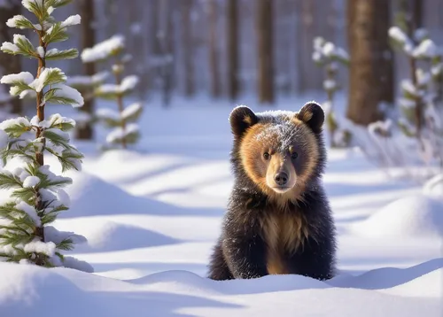 nordic bear,brown bear,grizzly cub,winter animals,bear guardian,american black bear,cute bear,bear cub,grizzly bear,bearskin,brown bears,little bear,spectacled bear,grizzly,bear,buffalo plaid bear,cub,bear kamchatka,winter background,great bear,Art,Classical Oil Painting,Classical Oil Painting 07