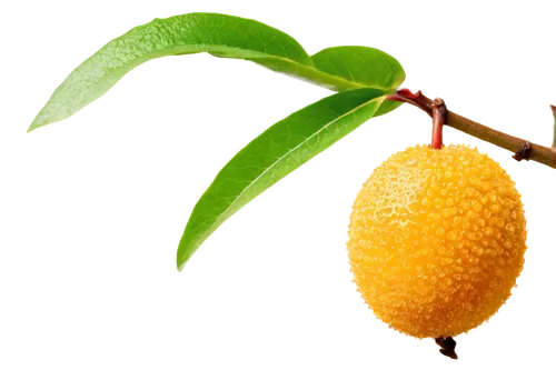 lemon background,lemon wallpaper,lemon tree,yellow fruit,lemon - fruit,yellow ball plant,sapodilla,guava,kumquat,rhamnus,pear cognition,tree fruit,citrus sinensis,lemon flower,apricot,psidium,macadamias,forest fruit,fruits,satsuma,Art,Classical Oil Painting,Classical Oil Painting 07