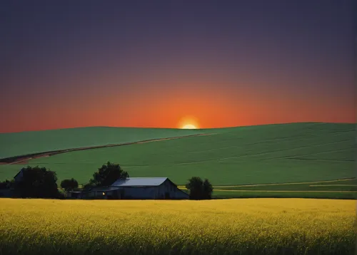 Describe a serene and peaceful farmland at sunset.,rural landscape,landscape background,farm landscape,meadow landscape,home landscape,rolling hills,rapeseed field,yellow grass,field of rapeseeds,whea