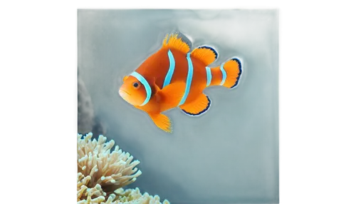 amphiprion,anemonefish,clownfish,anemone fish,ornamental fish,clown fish,coral reef fish,lemon doctor fish,discus fish,diamond tetra,golden angelfish,foxface fish,aquarium fish feed,triggerfish-clown,aquarium decor,butterfly fish,fairy wrasse,family ramphastidae,mandarinfish,nemo,Art,Classical Oil Painting,Classical Oil Painting 32