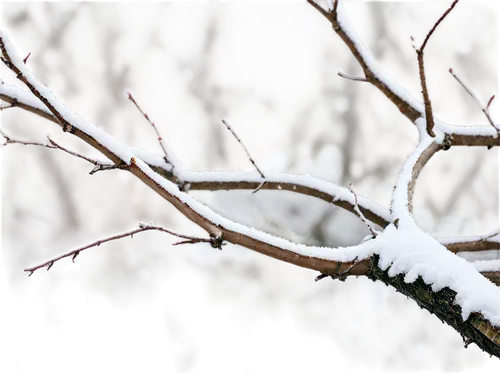 Dogwood tree, winter season, snow-covered branches, thick trunk, roots deep in earth, morning frost, soft sunlight filtering through bare branches, 3/4 composition, shallow depth of field, warm color 