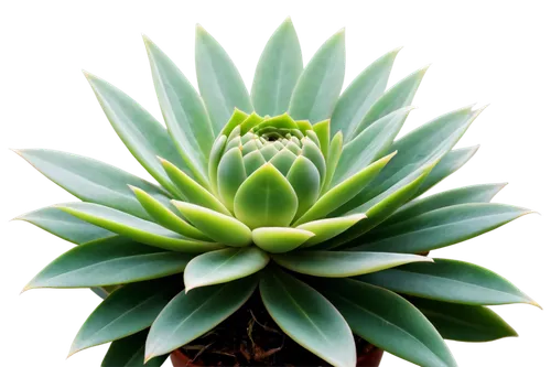 succulent plants, various shapes and sizes, green leaves, thick fleshy stems, tiny hairs, delicate petals, vibrant colors, detailed textures, shallow depth of field, warm natural light, 3/4 compositio