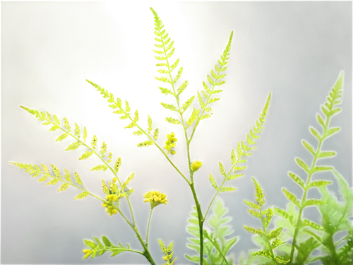 Fresh green dill weed, delicate fern-like leaves, slender stems, tiny yellow flowers, water droplets, morning dew, soft natural light, shallow depth of field, 3/4 composition, warm color tone, realist