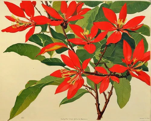 Write a description of the erythrina crista-galli in a joyful tone.,poinsettia,erythrina crista-galli,alstroemeriaceae,red foliage,xanthorrhoeaceae,red magnolia,magnoliaceae,ixora,illustration of the 