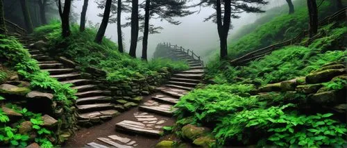 winding steps,stairway to heaven,aaa,hiking path,green forest,patrol,forest path,tree top path,wooden stairs,the mystical path,stairway,stairs,stone stairway,pathway,huangshan mountains,wooden path,green landscape,the path,aa,germany forest,Illustration,American Style,American Style 08