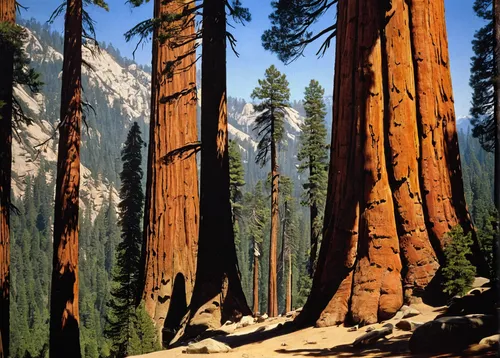 sequoia-national-park-GettyImages-131984901,larch forests,larch trees,lassen volcanic national park,temperate coniferous forest,tropical and subtropical coniferous forests,american larch,redwood tree,